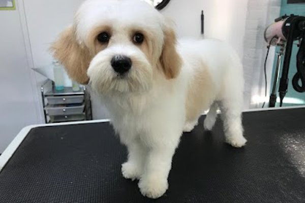 Photo associated with Best Buddy Dog Groomers Burntwood - Dog Grooming Burntwood