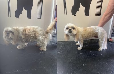 Photo associated with Short Back & Paws