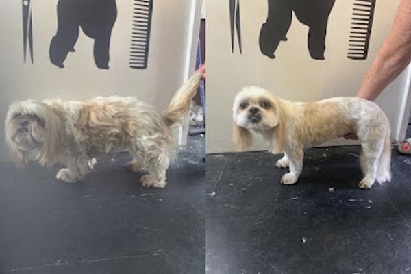 Photo associated with Short Back & Paws