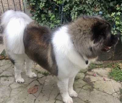 Photo associated with Short Back & Paws