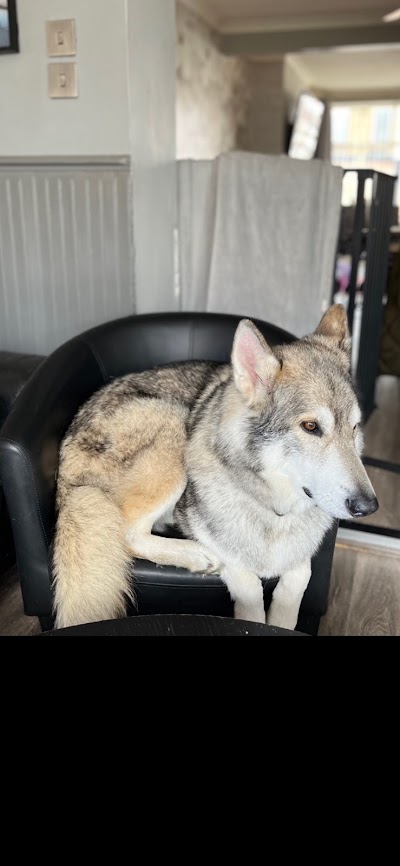 Photo associated with Short Back & Paws