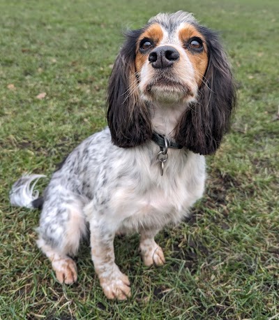 Photo associated with Braw Dugs