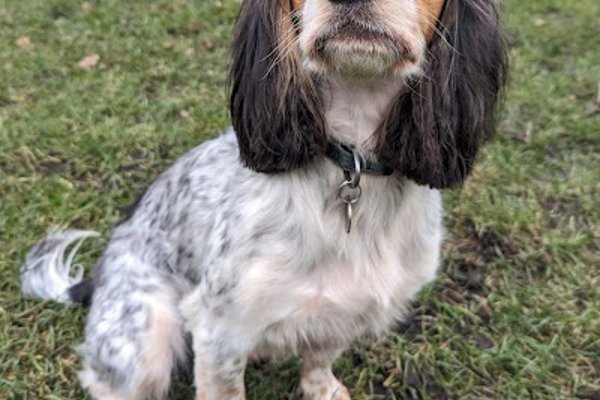 Photo associated with Braw Dugs