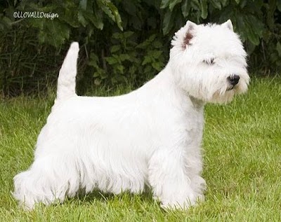 Photo associated with Scruf to Krufts Dog Grooming