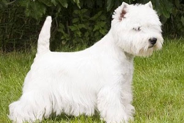 Photo associated with Scruf to Krufts Dog Grooming