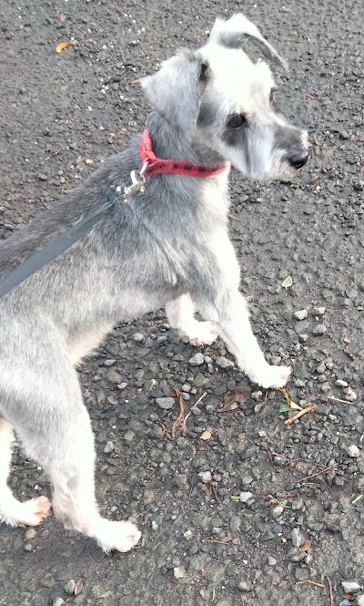 Photo associated with Scruf to Krufts Dog Grooming