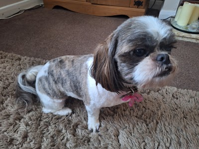 Photo associated with The Poochie Palace - Dog Grooming Services