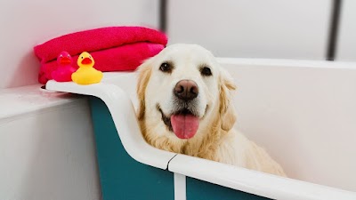 Photo associated with The Poochie Palace - Dog Grooming Services