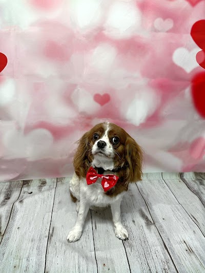 Photo associated with The Poochie Palace - Dog Grooming Services
