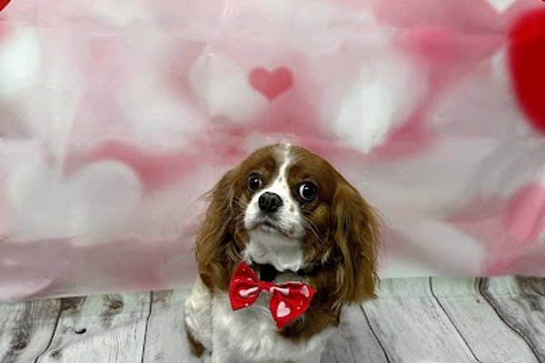 Photo associated with The Poochie Palace - Dog Grooming Services