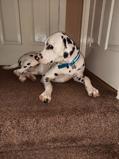 Photo associated with Crew cuts dog grooming Salon and mobile services