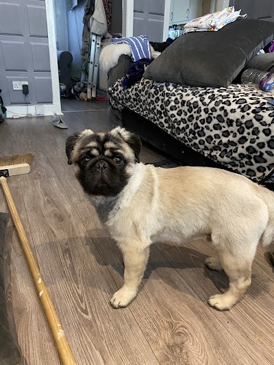 Photo associated with Crew cuts dog grooming Salon and mobile services