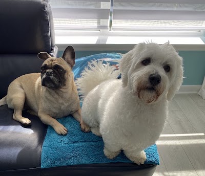 Photo associated with Crew cuts dog grooming Salon and mobile services