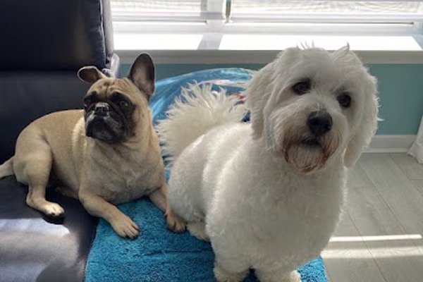 Photo associated with Crew cuts dog grooming Salon and mobile services