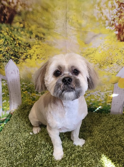 Photo associated with Shearzam dog grooming