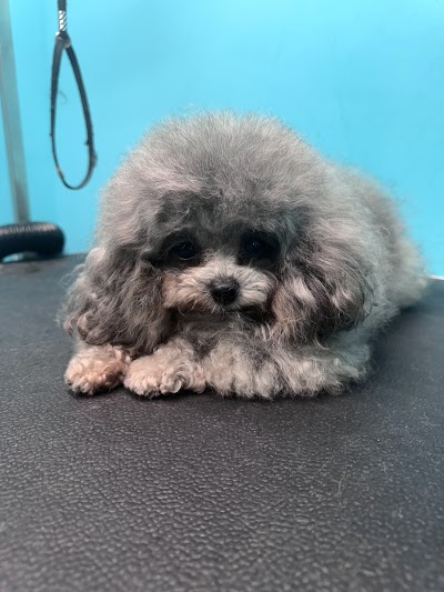 Photo associated with Pads Paws & Claws Pet Grooming & Doggy Daycare