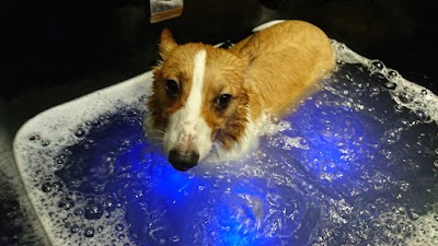 Photo associated with My Dear Pet