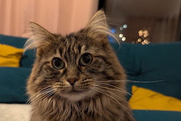 Photo associated with AristoCat Care