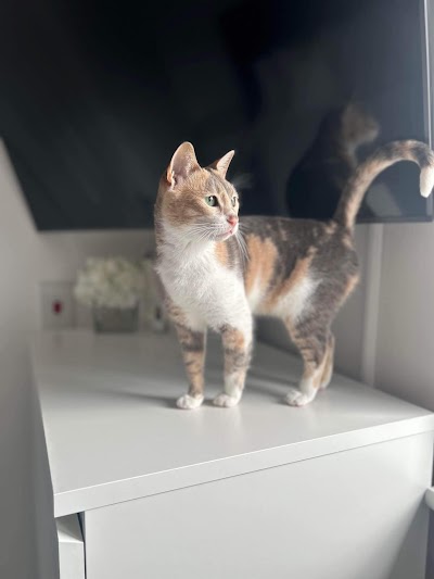 Photo associated with AristoCat Care