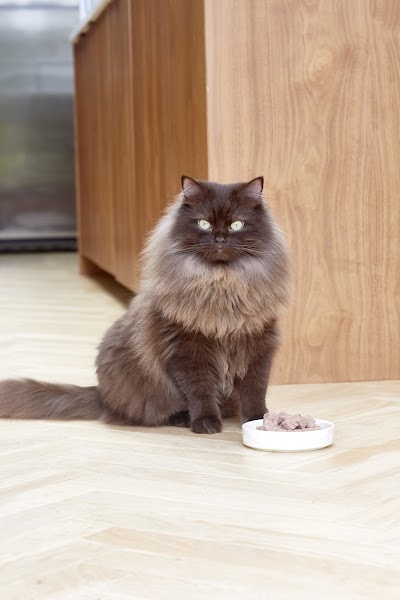 Photo associated with AristoCat Care