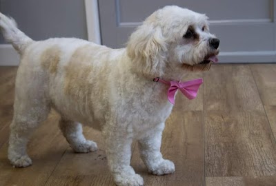 Photo associated with Bow wow !WOW! dog grooming