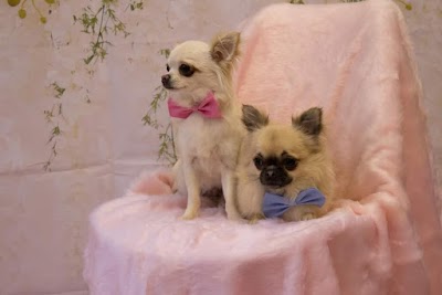Photo associated with Bow wow !WOW! dog grooming