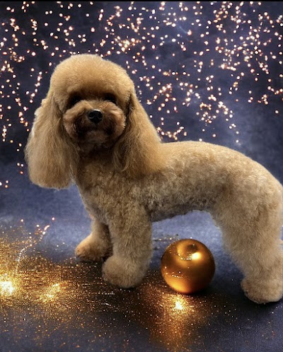 Photo associated with Posh Dog Pet Grooming