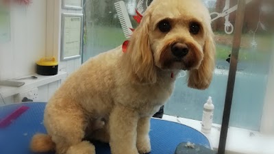 Photo associated with Posh Dog Pet Grooming