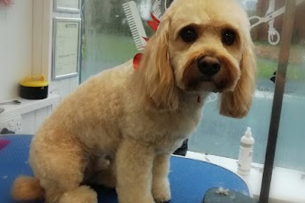 Photo associated with Posh Dog Pet Grooming