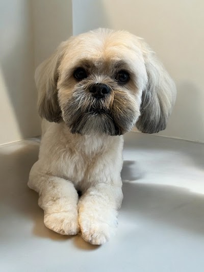 Photo associated with Posh Dog Pet Grooming