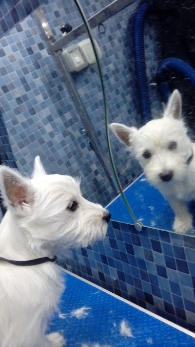 Photo associated with Dial a Dog Wash Cleveland & Redcar
