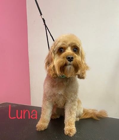 Photo associated with Belle’s Boutique Dog Grooming