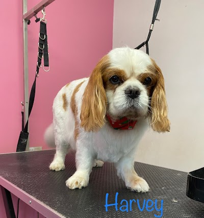 Photo associated with Belle’s Boutique Dog Grooming