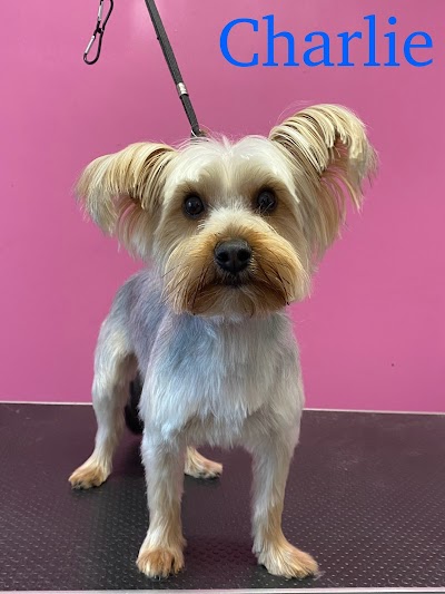 Photo associated with Belle’s Boutique Dog Grooming
