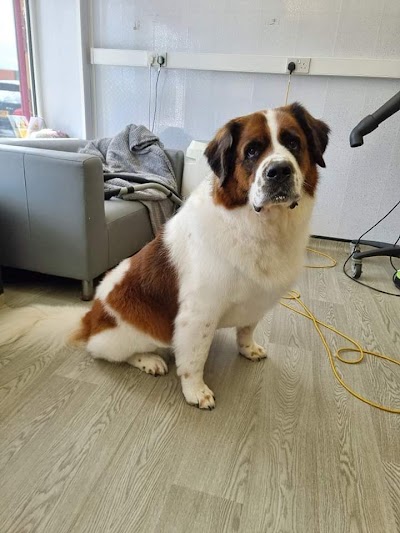 Photo associated with V I P Dog Grooming Services