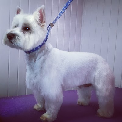 Photo associated with V I P Dog Grooming Services