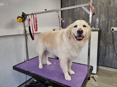 Photo associated with V I P Dog Grooming Services