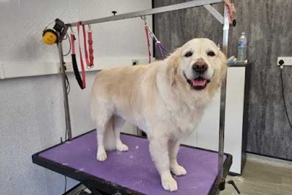 Photo associated with V I P Dog Grooming Services