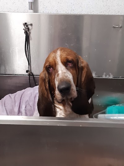 Photo associated with Happy Howlers Dog Grooming