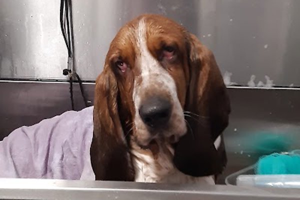Photo associated with Happy Howlers Dog Grooming