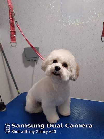 Photo associated with Happy Howlers Dog Grooming