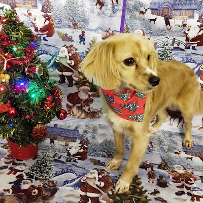 Photo associated with Katie's K9 CUrls