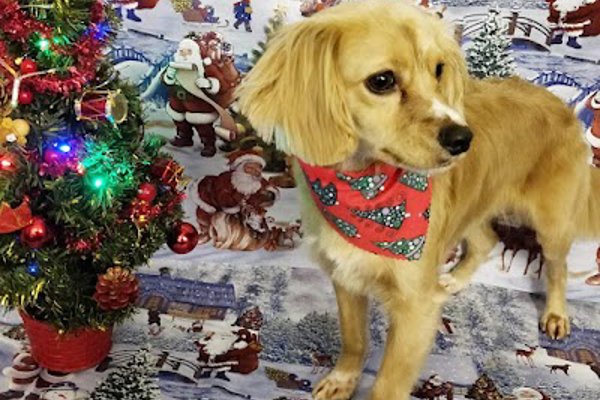Photo associated with Katie's K9 CUrls
