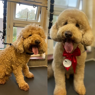 Photo associated with Dolman Dog Grooming
