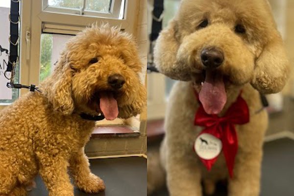 Photo associated with Dolman Dog Grooming