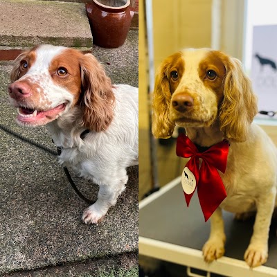 Photo associated with Dolman Dog Grooming
