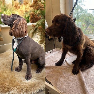 Photo associated with Dolman Dog Grooming