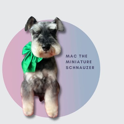 Photo associated with The Artful Dog Grooming Parlour. Low-stress, one-to-one dog grooming.