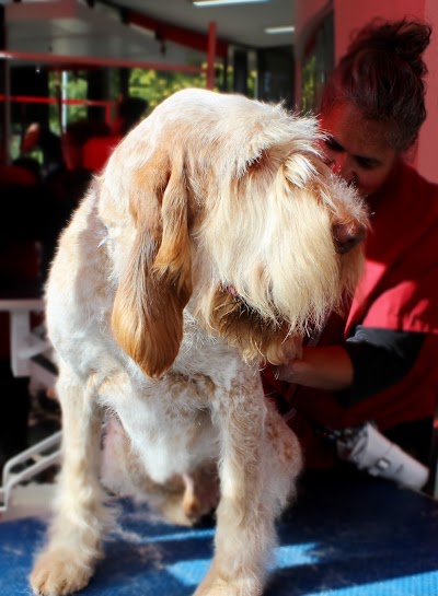 Photo associated with The Artful Dog Grooming Parlour. Low-stress, one-to-one dog grooming.