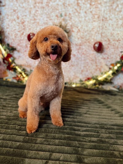 Photo associated with Hair Off The Dog Pet Groomers